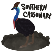 Thumbnail for ANI-2507: Southern Cassowary (F)