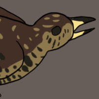 Thumbnail for ANI-2545: Domestic Quail Button  (F)