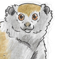 Thumbnail for ANI-2574: Alaotran Gentle Lemur (F)