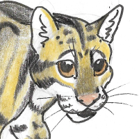 Thumbnail for ANI-2575: Clouded Leopard (M)