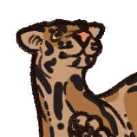 Thumbnail for ANI-2582: Clouded Leopard (F)