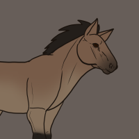 Thumbnail for ANI-2588: Przewalski's Horse (F)