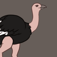 Thumbnail for ANI-2590: Ostrich (F)