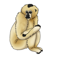 Thumbnail for ANI-2616: Crested Gibbon (F)