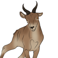 ANI-2620: Pyrenean ibex (M)