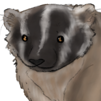 Thumbnail for ANI-2621: American Badger (M)