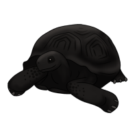 Thumbnail of ANI-2797: Galapagos Tortoise (F)