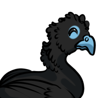 Thumbnail for ANI-2877: Blue Billed Curassow (M)