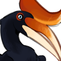 Thumbnail for ANI-2916: Rhinoceros Hornbill (F)