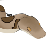 Thumbnail for ANI-2923: Mona Island Boa (M)