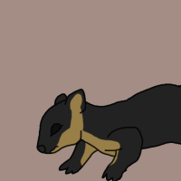 Thumbnail for ANI-2954: Black Giant Squirrel (M)