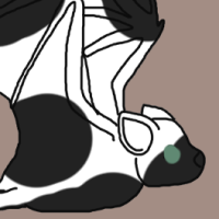 Thumbnail for ANI-2977: Pied Butterfly Bat (M)