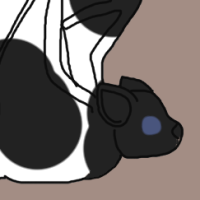 Thumbnail for ANI-2978: Pied Butterfly Bat (M)