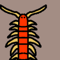 Thumbnail for ANI-2992: Eastern Red Centipede (F)