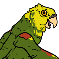 Thumbnail for ANI-3021: Amazon Parrot (M)