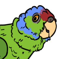 Thumbnail for ANI-3022: Amazon Parrot (M)