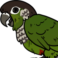 Thumbnail for ANI-3029: Conure (F)