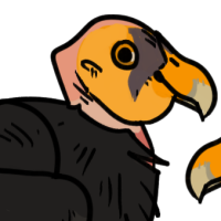 Thumbnail for ANI-3032: California Condor (M)