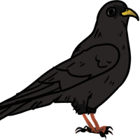 Thumbnail for ANI-3034: Chough (M)