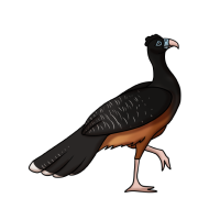 Thumbnail for ANI-3046: Blue Billed Curassow (F)