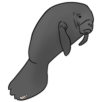Thumbnail for ANI-3067: Manatee (M)