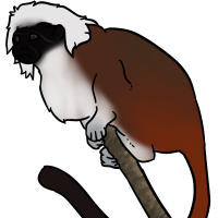 Thumbnail for ANI-3075: Cottontop Tamarin (F)