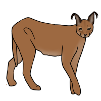 Thumbnail for ANI-3101: Caracal (F)