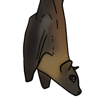 Thumbnail for ANI-3110: Straw-colored Fruit Bat (F)