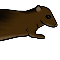 Thumbnail for ANI-3113: Maclear's Rat (F)