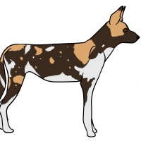 Thumbnail for ANI-3117: African Wild Dog (M)