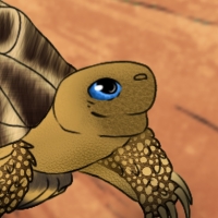Thumbnail for ANI-3140: Burmese Star Tortoise (M)