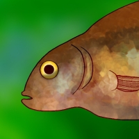 Thumbnail for ANI-3141: Banded Allotoca (M)