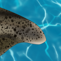 Thumbnail for ANI-3142: Zebra Shark (F)