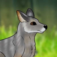 Thumbnail for ANI-3144: Tammar Wallaby (F)