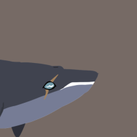 Thumbnail of ANI-3234: Blue Whale (F)