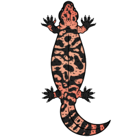 ANI-3235: Gila Monster (F)