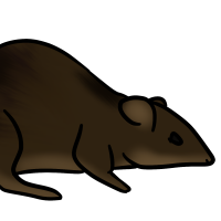 Thumbnail for ANI-3259: Maclear's Rat (F)