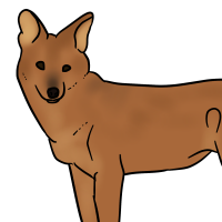 Thumbnail for ANI-3261: Dhole (F)