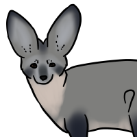 Thumbnail for ANI-3282: Bat-Eared Fox (M)