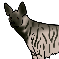 Thumbnail for ANI-3289: Striped Hyena (M)