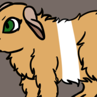 Thumbnail for ANI-3319: Domestic Cavy (M)