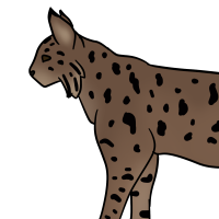 Thumbnail for ANI-3324: Bobcat (F)