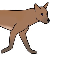 Thumbnail for ANI-3328: Dingo (M)