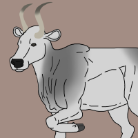 Thumbnail for ANI-3343: Domestic Cattle Hungarian Grey  (M)