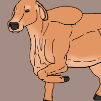 Thumbnail for ANI-3344: Domestic Cattle Brahman  (M)