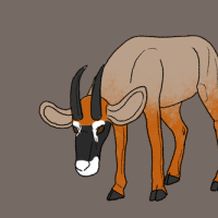 Thumbnail for ANI-3361: Roan Antelope (F)