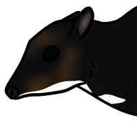 Thumbnail for ANI-3371: Philippine Mouse-Deer (M)