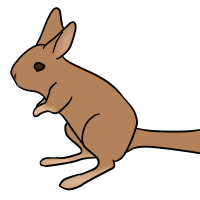 Thumbnail for ANI-3376: South African Springhare (M)