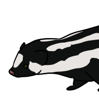 Thumbnail image for ANI-3387: Pygmy Spotted Skunk (M)