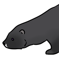 Thumbnail for ANI-3444: European Mink (F)